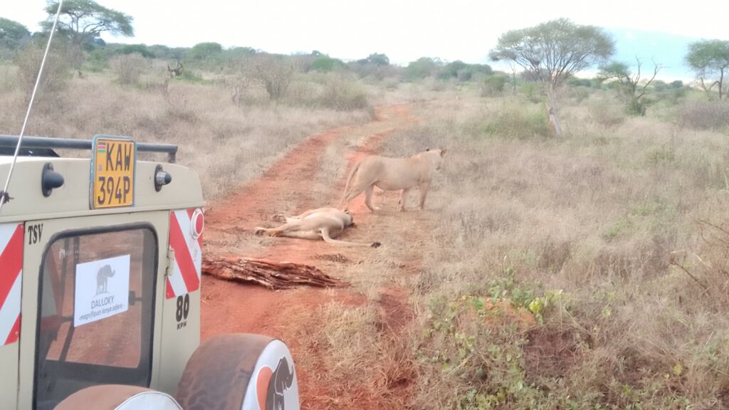 Safari Amboseli e tsvo Est