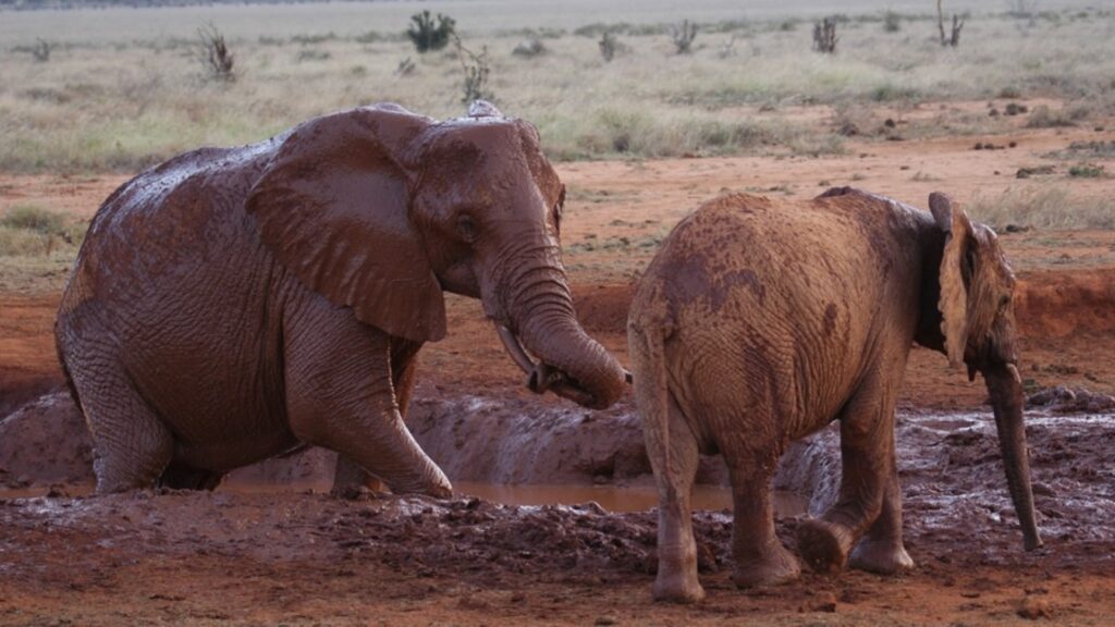 Tsavo est national park